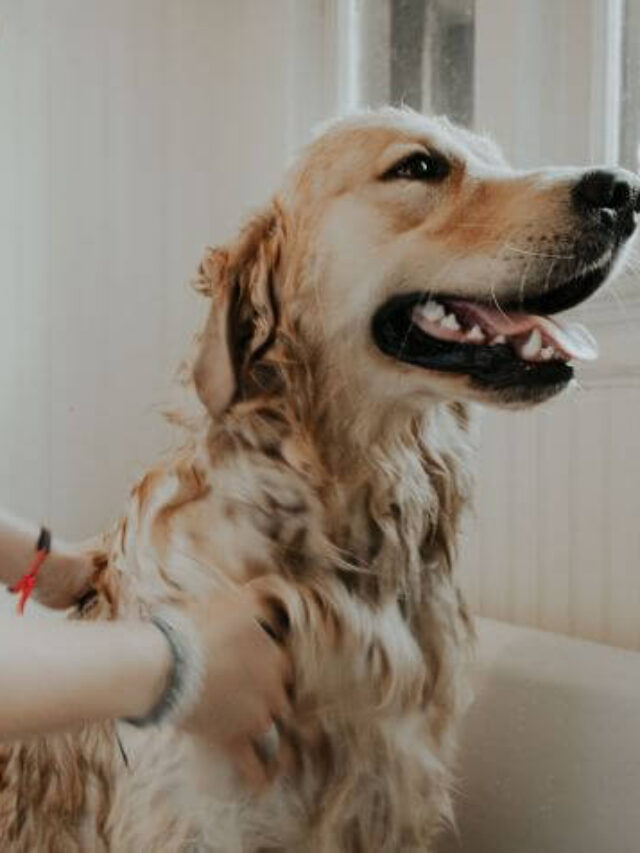 Protect your Dog from Getting Sick Dog Health Issues