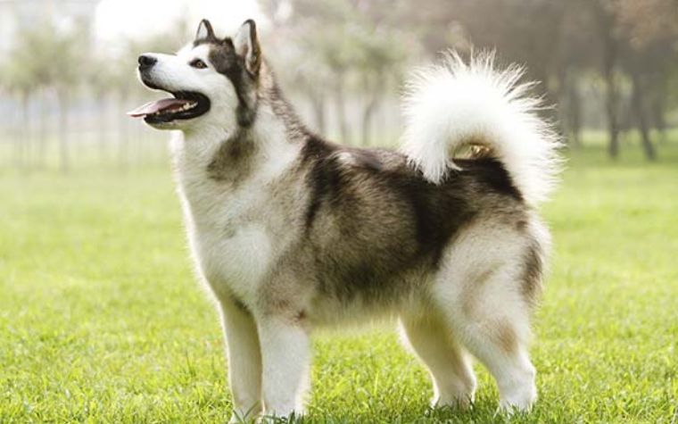 Alaskan Malamute - Smiling Dog Breeds