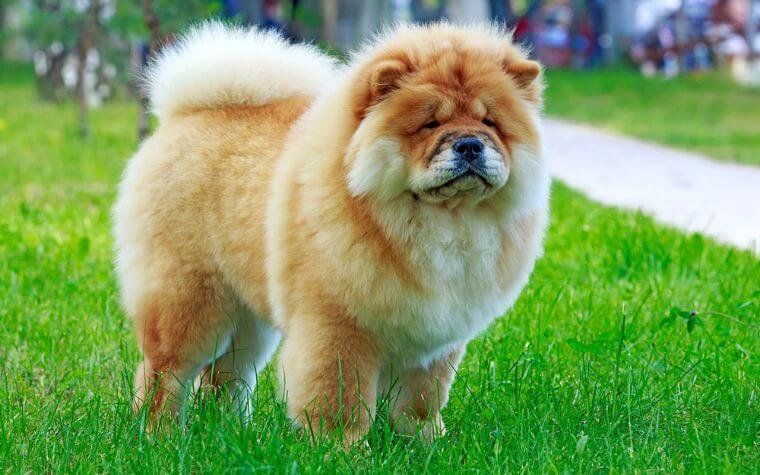 Chow Chow - Small Fluffy Dog