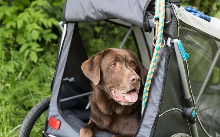 Get your Dog comfortable with Car and Bike Rides. 