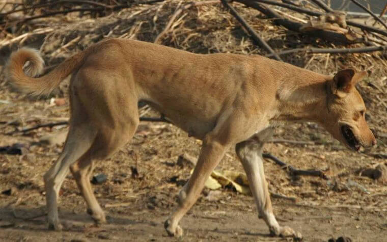 Indian Pariah Dog - Indian Dog Breeds