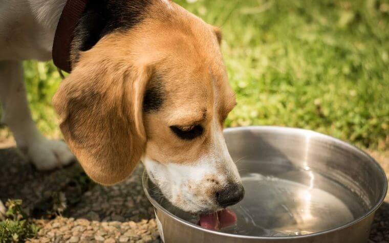 Provide Food and Water - Road Trip with Dogs