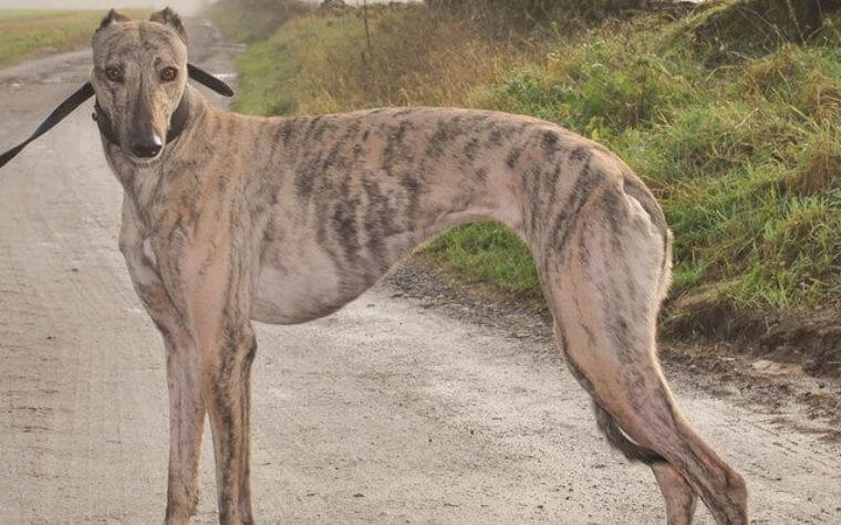 Rampur Greyhound