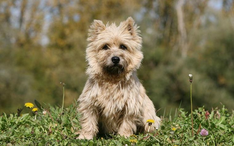The Cairn Terriers