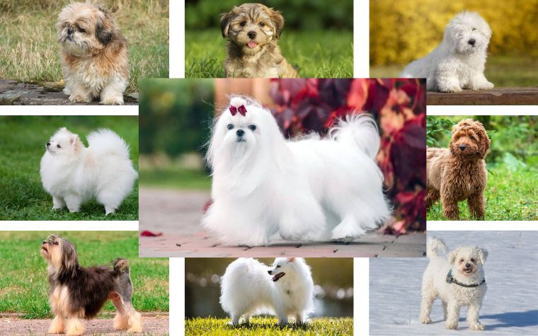 Which Dog is Right for Your Family A List of Popular Small Fluffy Dog Breeds