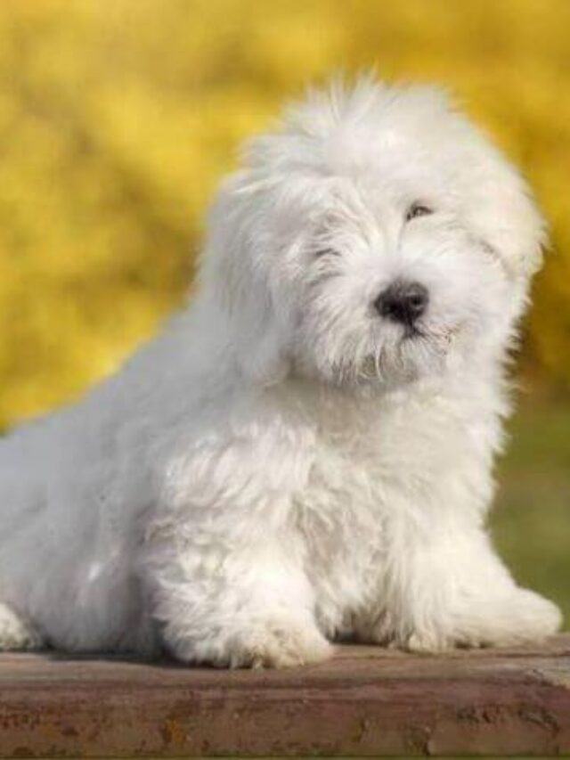 cropped-Coton-de-Tulear.jpg