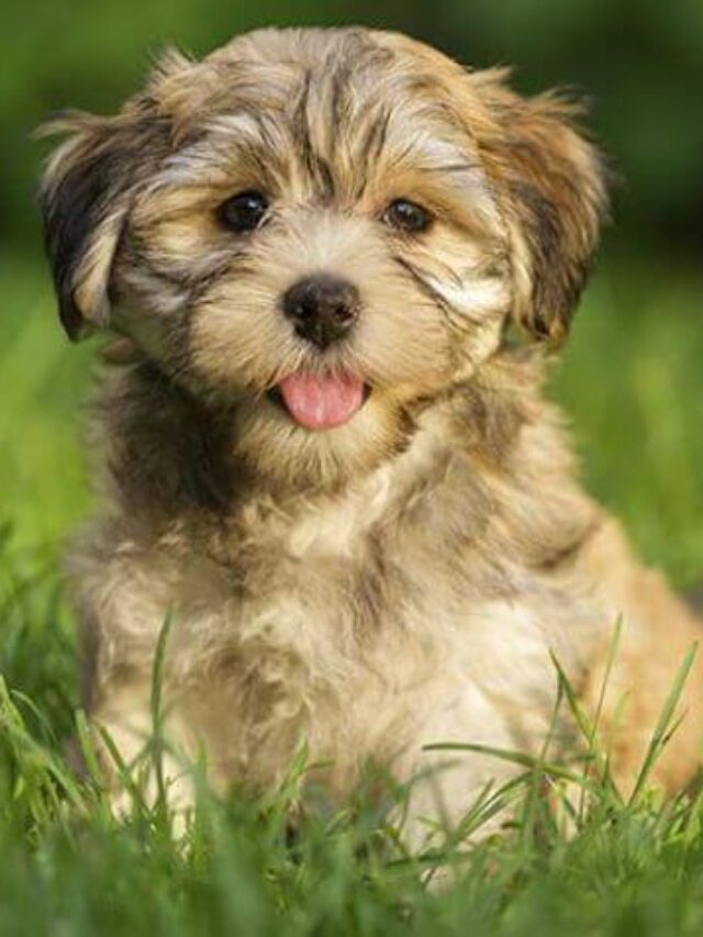 cropped-Havanese.jpg