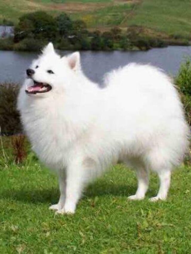 cropped-Indian-Spitz.jpg