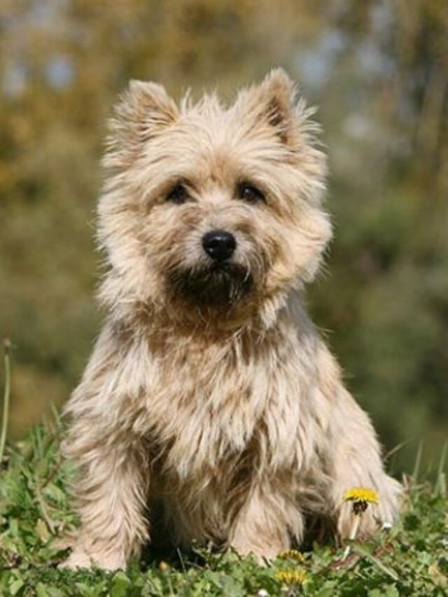 cropped-The-Cairn-Terriers.jpg