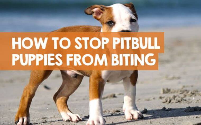 How To Train Your Pitbull Puppy Not To Bite?