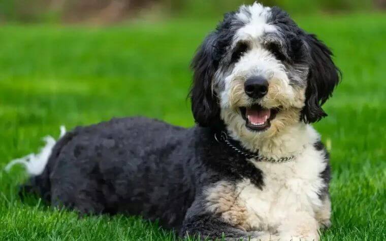 Let’s learn more about Bernedoodle, Mini Bernedoodle.