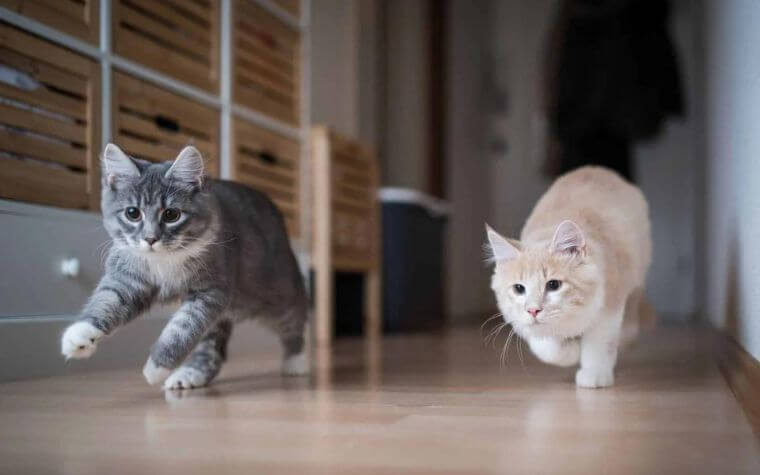 What Are the Reasons Your Cats Run Away from Home for Hours?