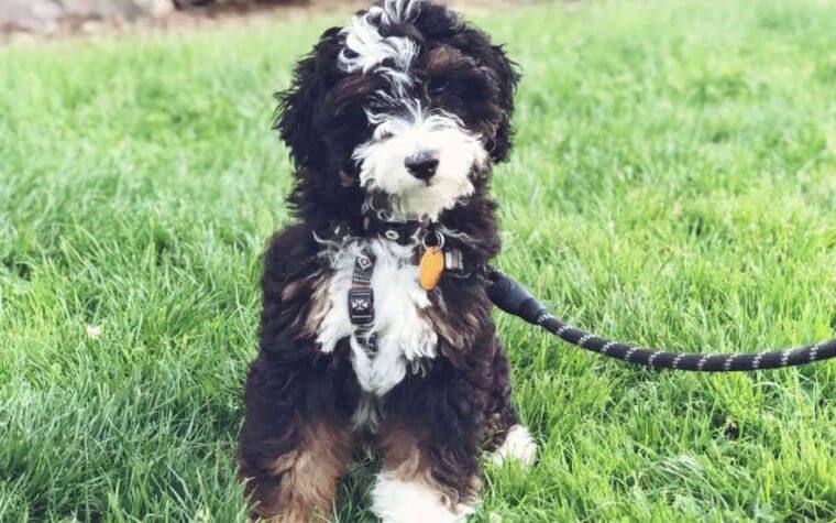 What Is The Price Of A Bernedoodle Puppy? Are They Pricey?