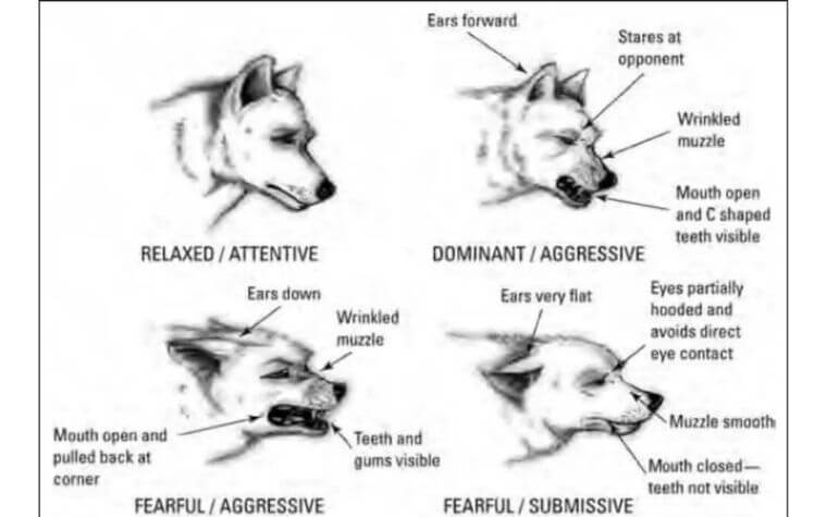 Do Dog Ear Positions Charts Always Reflect Mood?