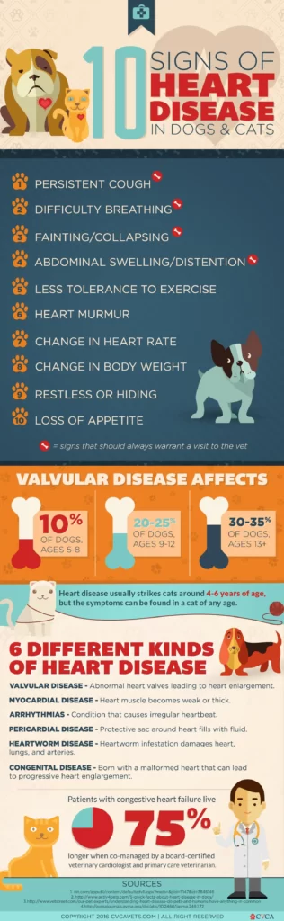 7 Signs Of Congenital Heart Disease In Dogs