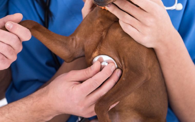 How to Prevent Congenital Heart Disease In Dogs