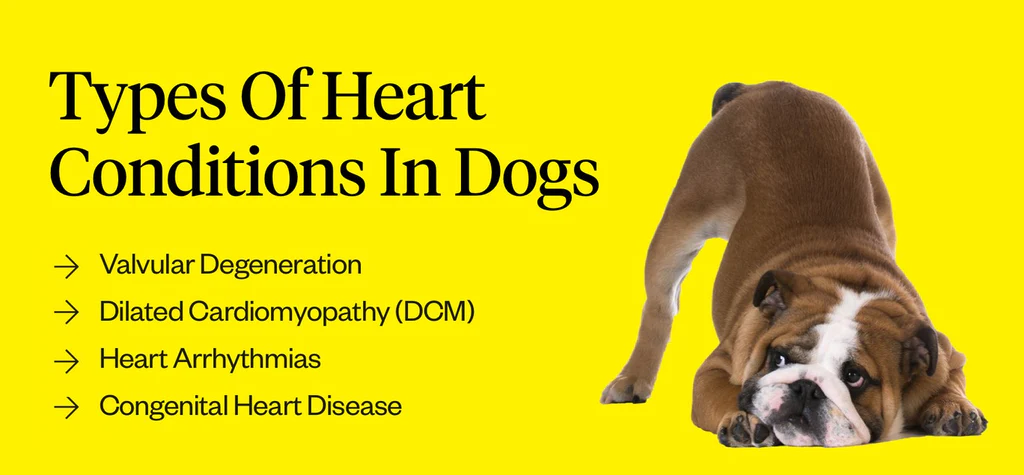 Types Of Congenital Heart Disease In Dogs