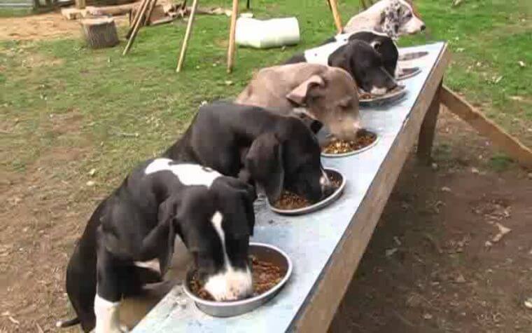 Final thoughts of Great Dane Puppy Food