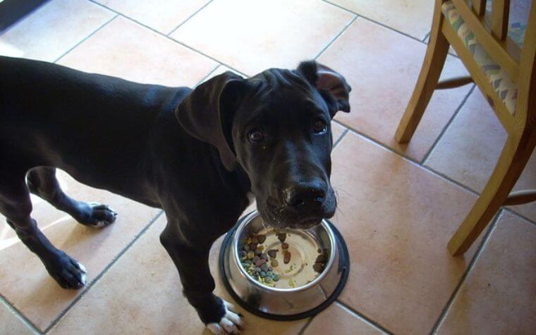 You Need to Consider the Following Specifications While Selecting the Foods for Great Dane Puppies.