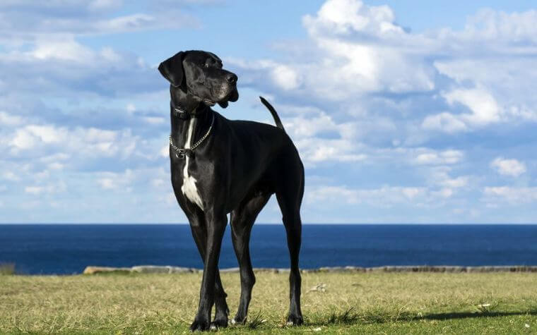 Great Dane Puppy Food Considerations