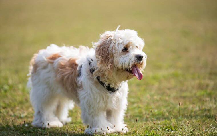 Cavachon 