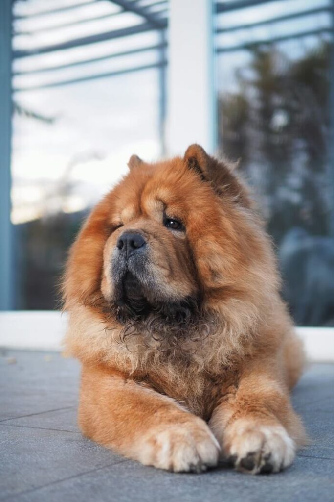 Chow Chow - Teddy Bear Dog Breeds