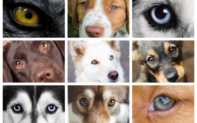 Dog Eye Color Chart: Discover Stunning Eye Colors in Dogs