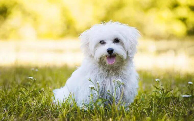 Maltese - Teddy Bear Dog Breeds