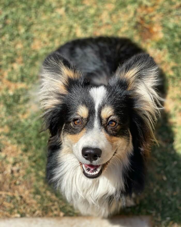 Pembroke Welsh Corgi