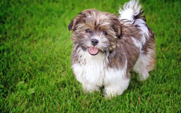 Shichon - Teddy Bear Dog Breeds