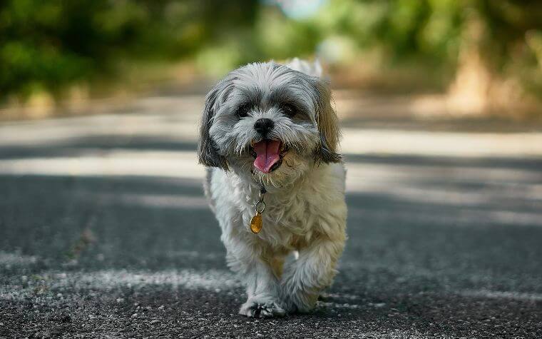 Shih Tzu