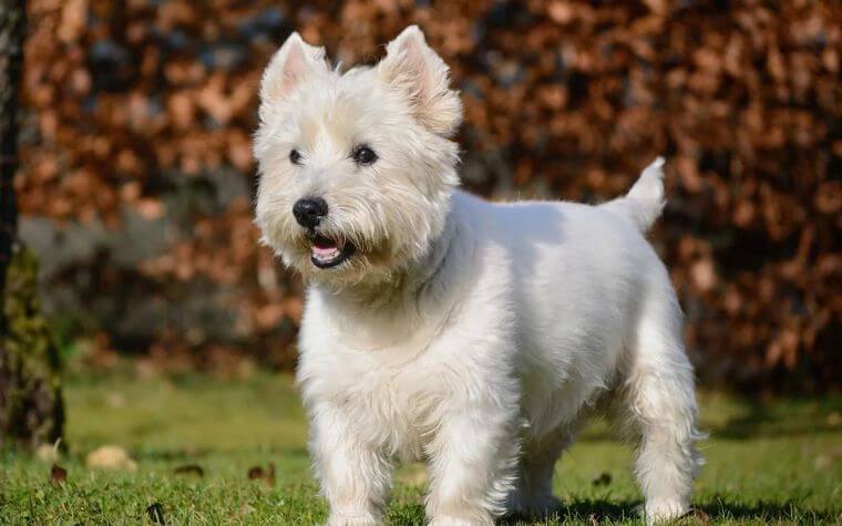 West Highland White Terrier