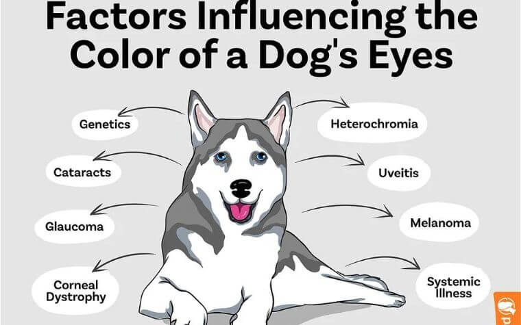 What Influences a Dog's Eye Color?