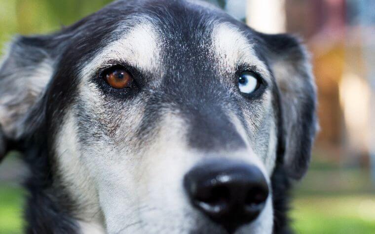 What is heterochromia?