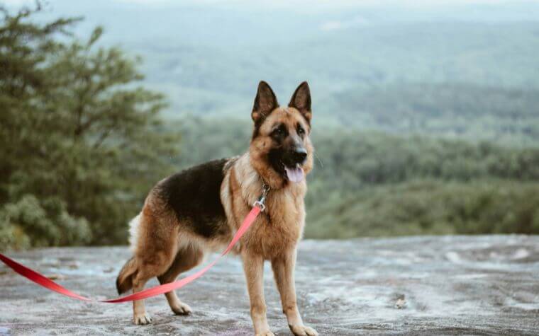 A Simple Guide on How to Train a German Shepherd