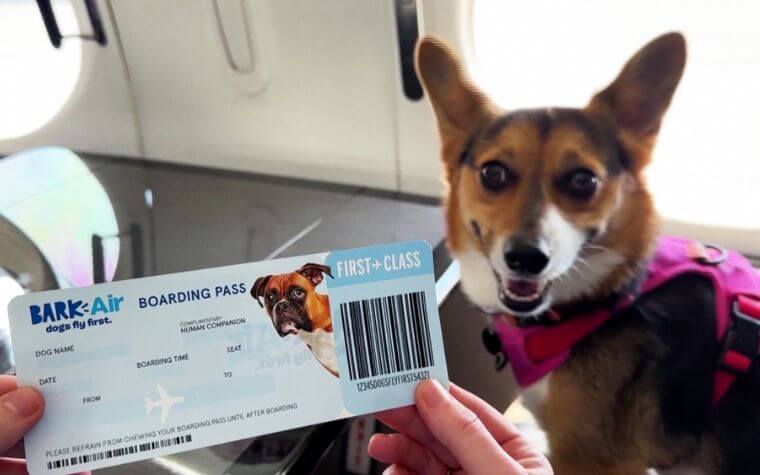 About GreatFlight: Leading the Way in Luxury Pet Travel