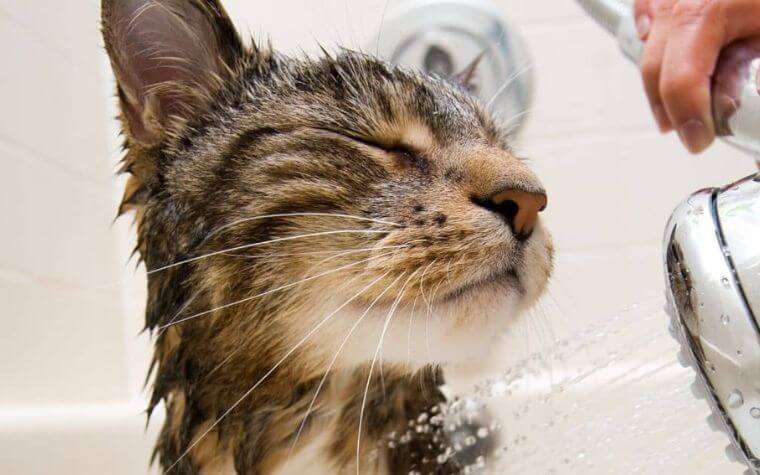 Bathing Your Cat