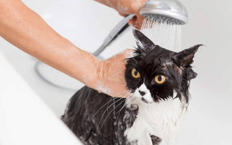 Bathing a Reluctant Cat