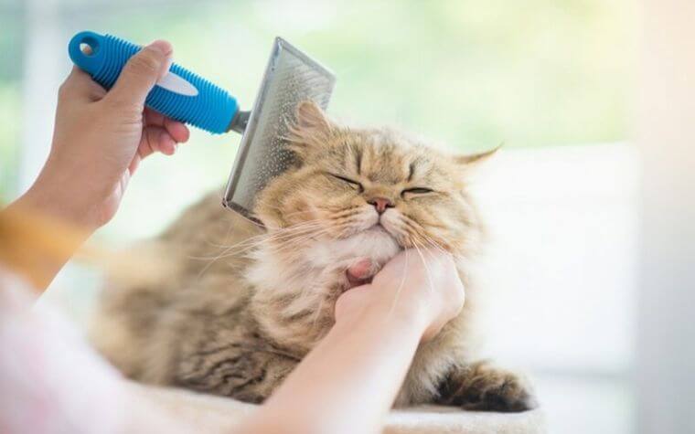 Brushing Your Cat’s Coat