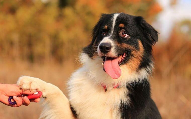 Canine Clicker Training