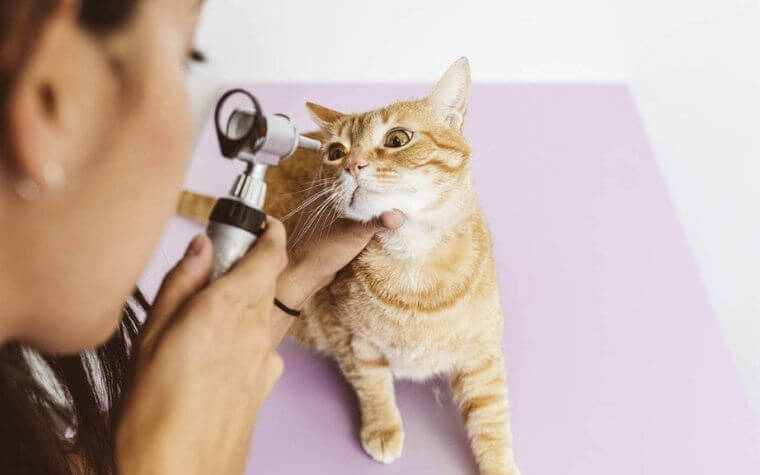 Checking and Cleaning Your Cat’s Eyes