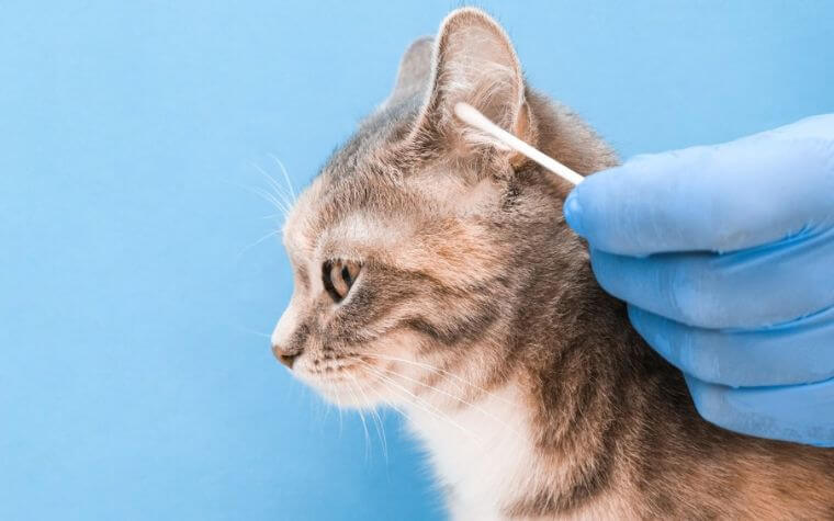 Cleaning Your Cat’s Ears