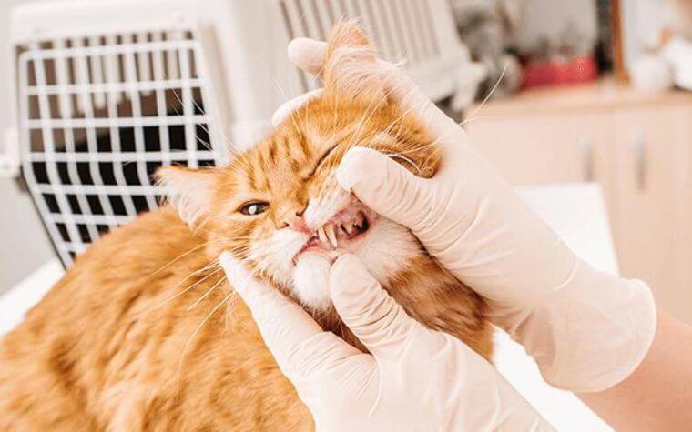 Dental Care for Cats