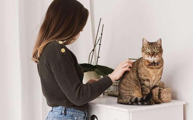 Effective Cat Grooming Strategies Everything You Need to Know for a Happy Cat