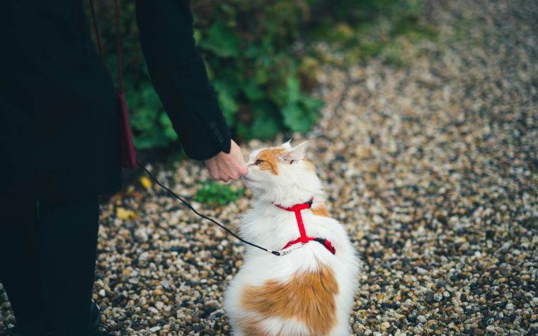 Effective Cat Training Techniques Improve Your Cat’s Behavior Today