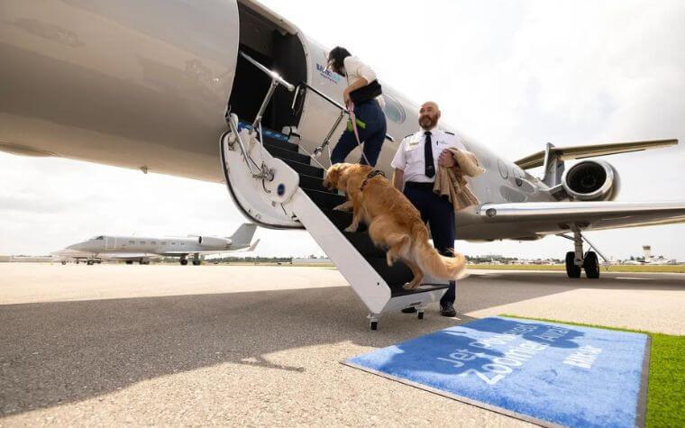 Pet-Friendly Jet Charters on the Rise GreatFlight Expands Services