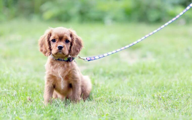 Training Dogs and Puppies on Leashes