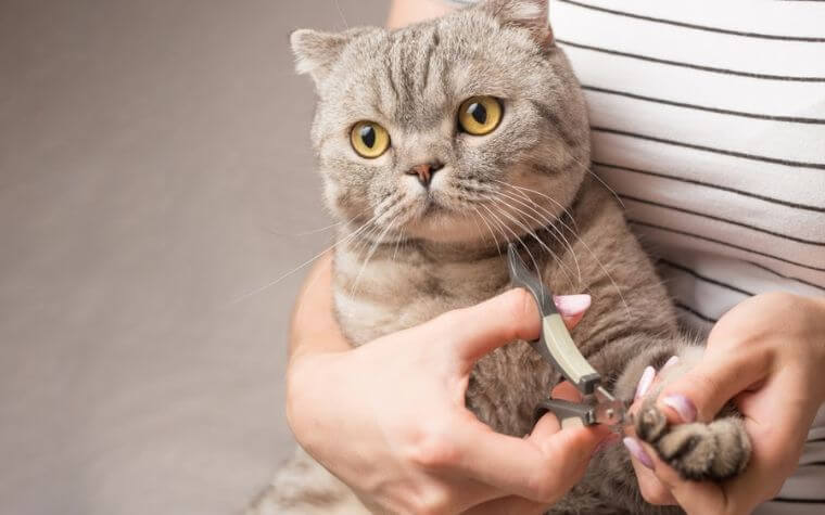 Trimming Your Cat’s Nails