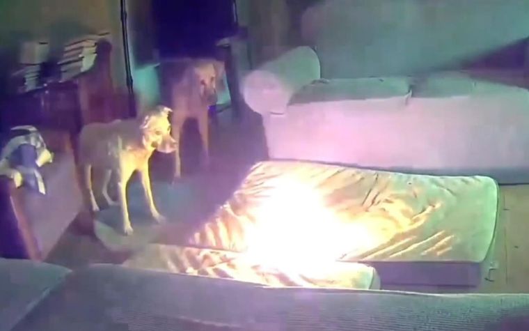 Pet Dog Sets House on Fire by Chewing on Lithium-Ion Battery in the US