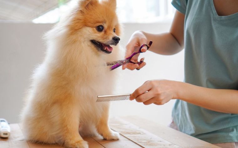 Why Is Grooming Important for My Pet?